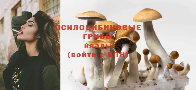 даркнет состав  Заозёрный  Псилоцибиновые грибы MAGIC MUSHROOMS 